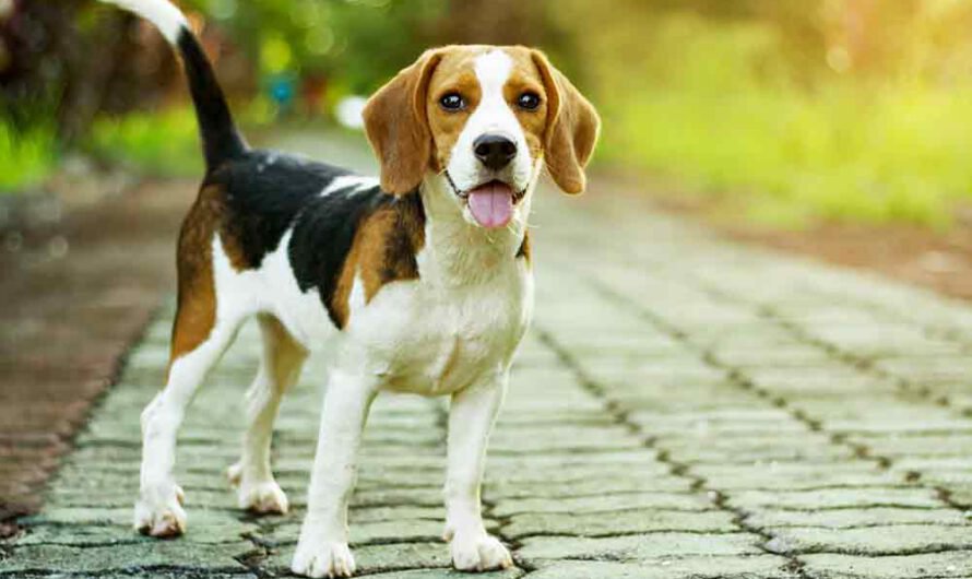 Rasseporträt Beagle: Charakter, Aussehen, Herkunft