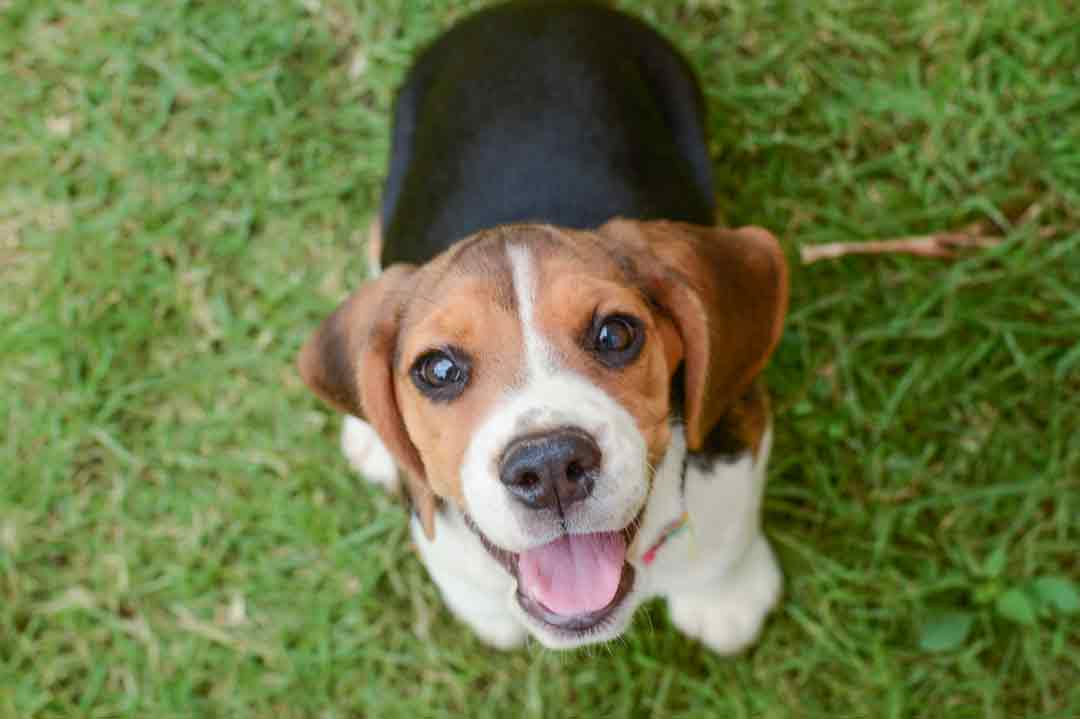 Wenn der Beagle so schaut ... wer könnte da hart bleiben?