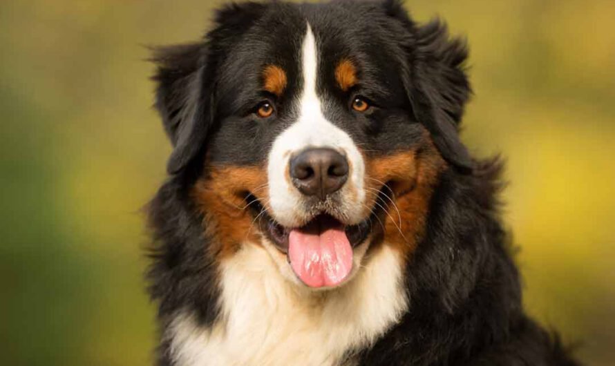 Berner Sennenhund: ein Rasseporträt