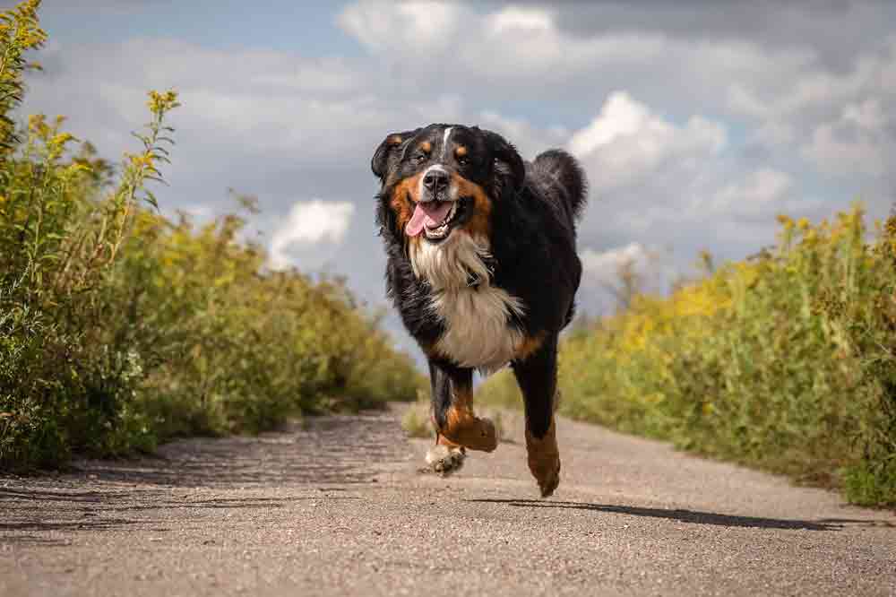 Ein Berner Sennenhund in voller Fahrt