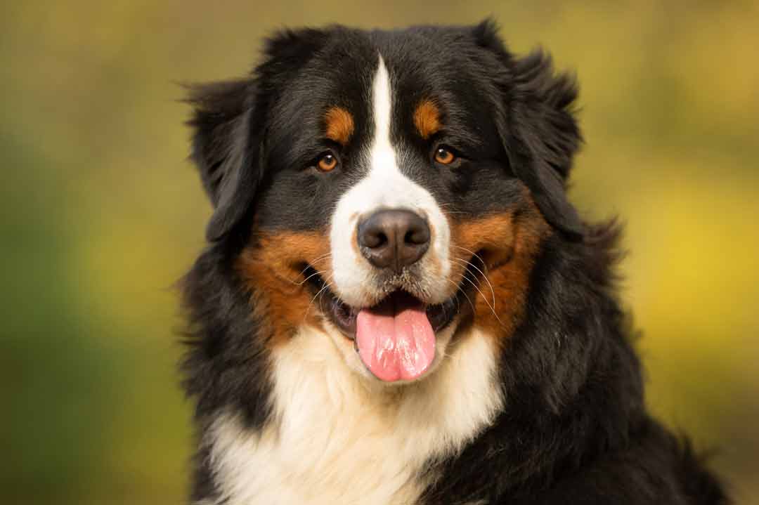 Der Berner Sennenhund