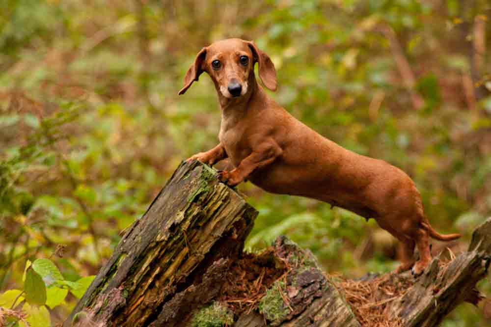 Ein Dackel steht im Wald