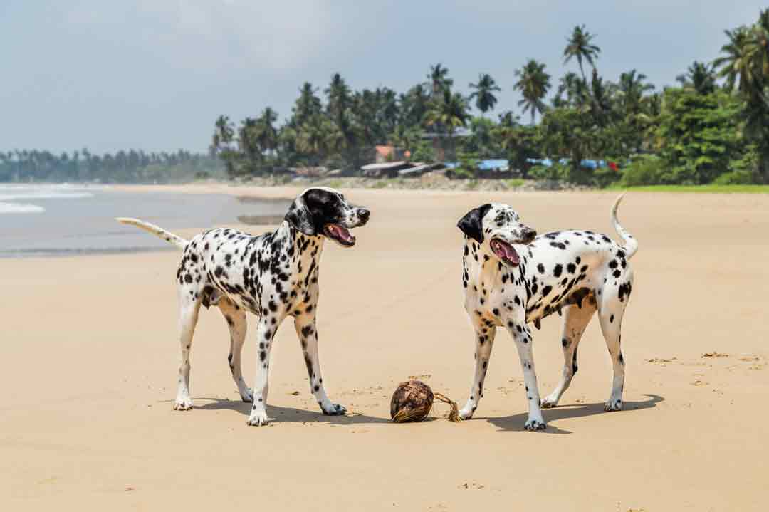 Zwei Dalmatiner am Strand