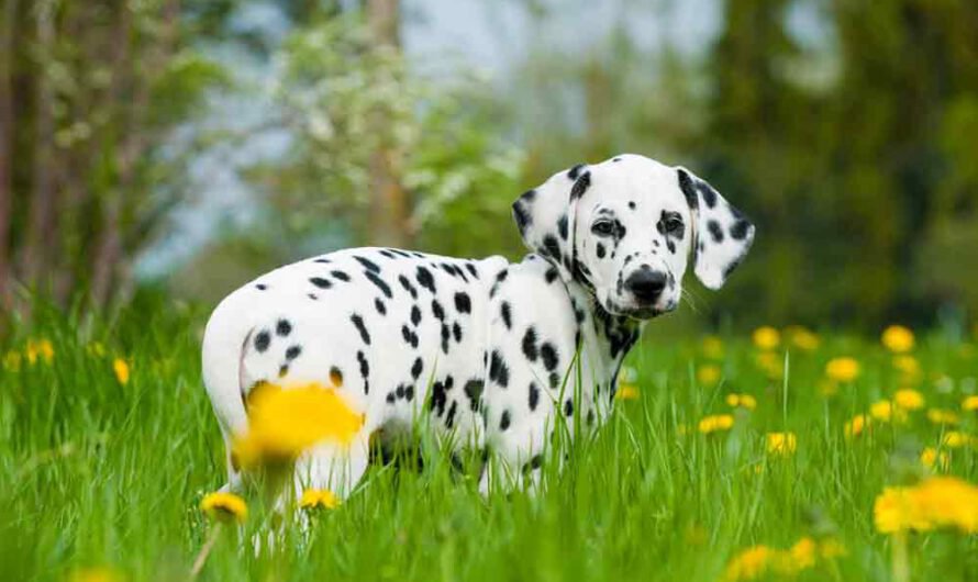 Dalmatiner: Charakter, Haltung und Pflege