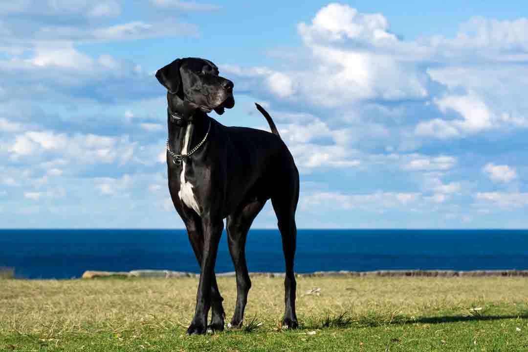 Eine Deutsche Dogge