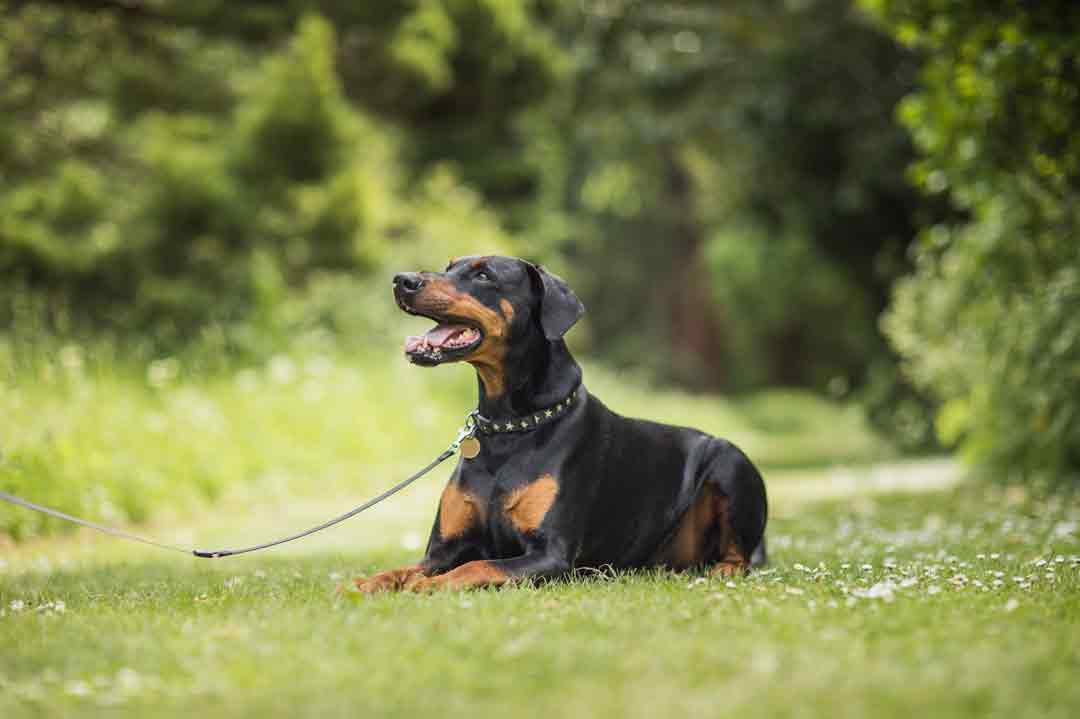 Ein Dobermann auf der Wiese