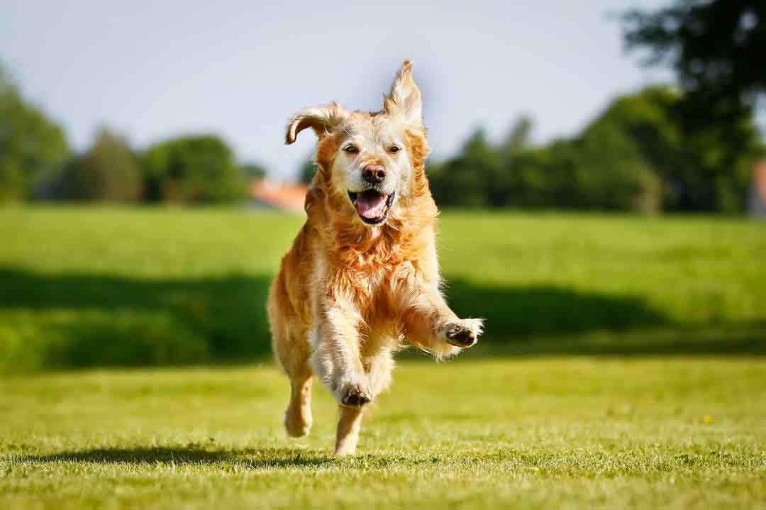 Gelenkprobleme beim Hund