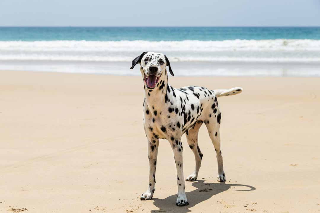 Glücklicher Dalmatiner am Strand