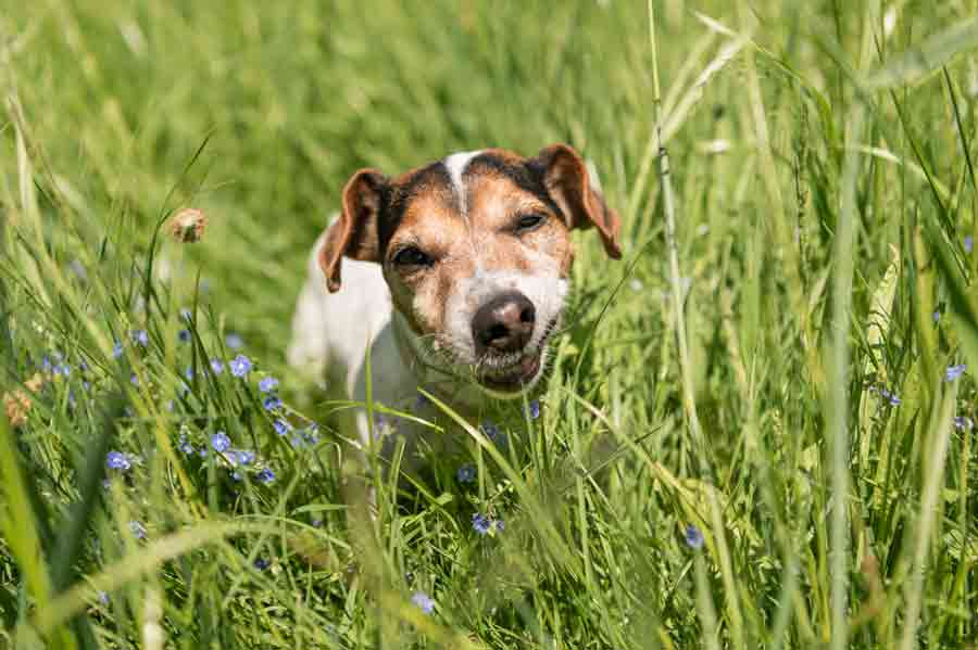 Warum fressen Hunde Gras?