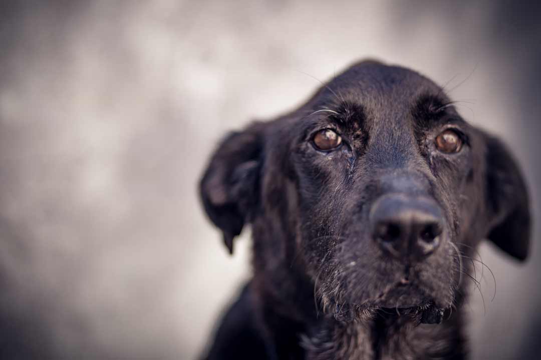 Hund beerdigen nach dem Tod