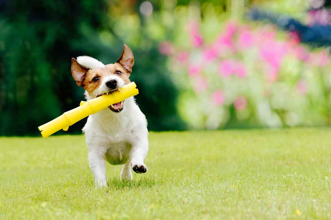 Hund beim Apportieren