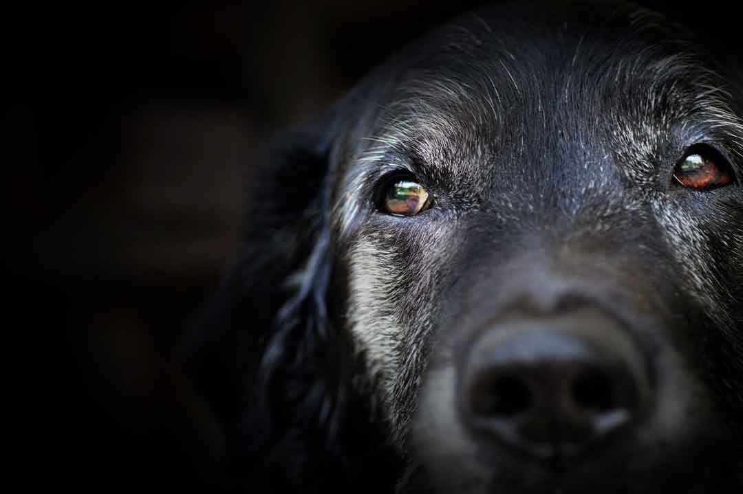 Hund einäschern: Kosten, Ablauf, Alternativen