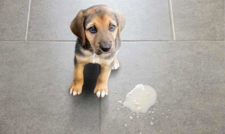 Hund erbricht: Anzeichen, Ursachen und Behandlung