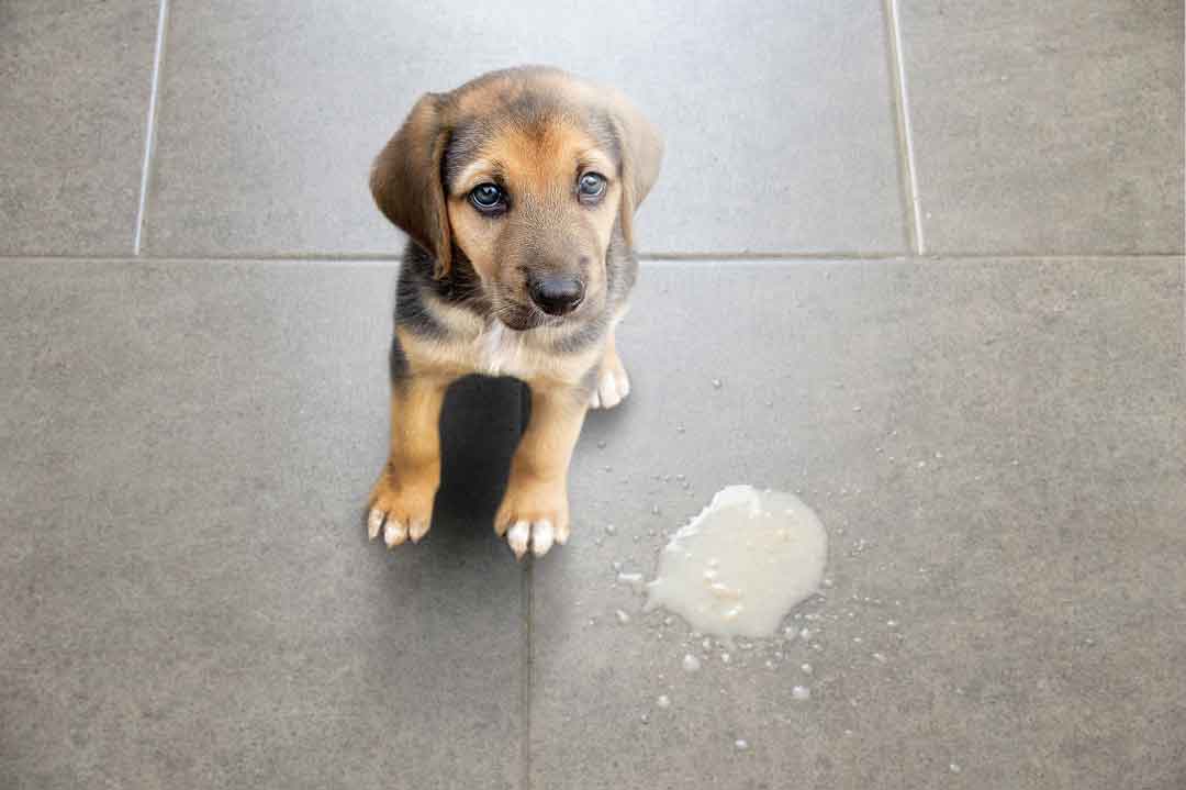 Wenn der Hund erbricht