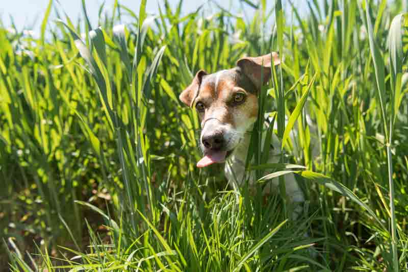 Dürfen Hunde Gras fressen?