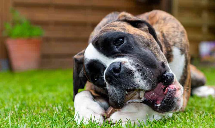 Dürfen Hunde Knochen fressen?