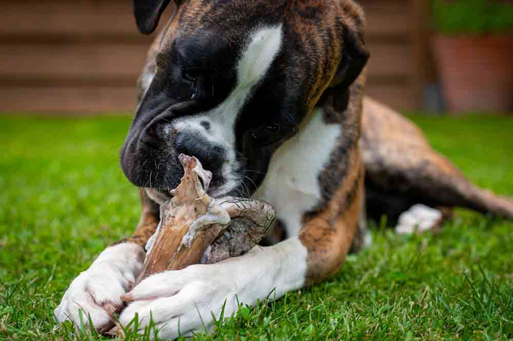 Dürfen Hunde Knochen fressen?