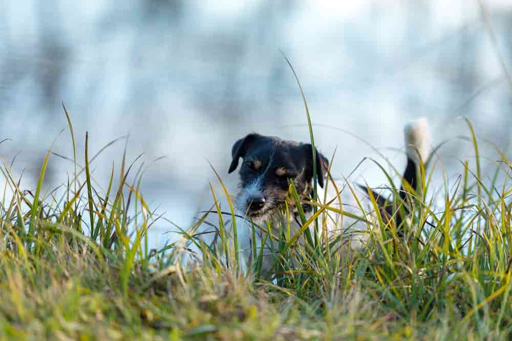 Ein kleiner Hund frisst Gras.