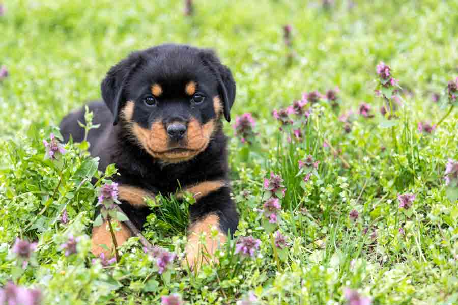 Ein Rottweiler-Welpe liegt auf einer Wiese.