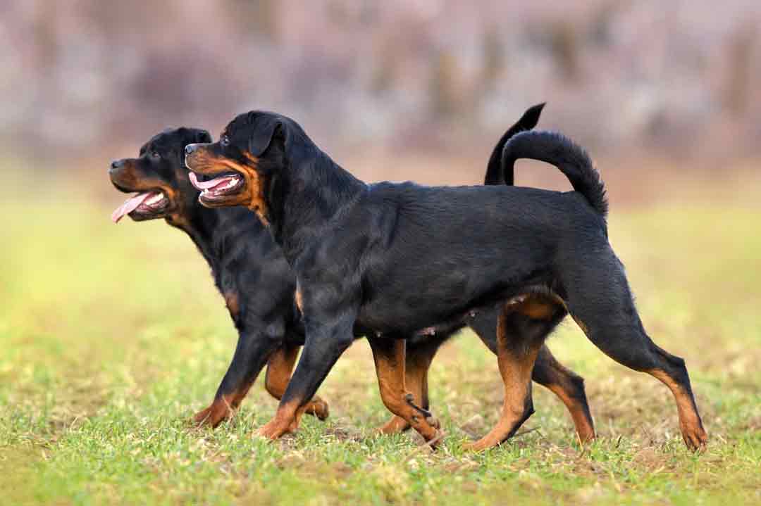 Zwei Rottweiler traben über eine Wiese.