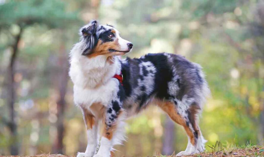 Australian Shepherd: Charakter, Haltung, Pflege