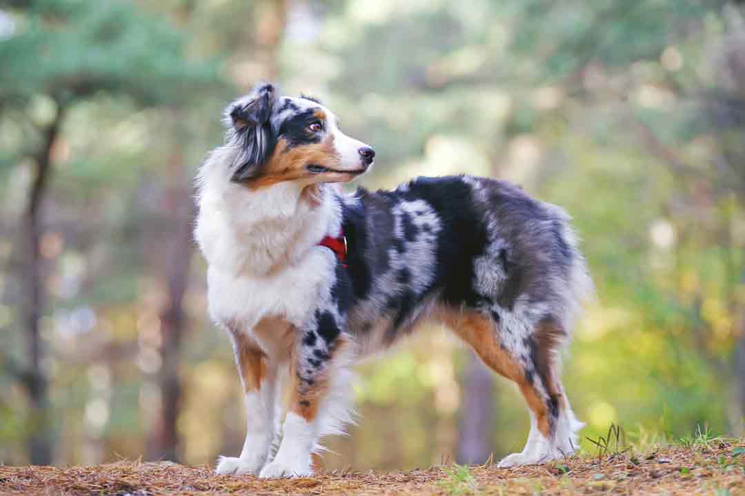 Ein Australian Shepherd