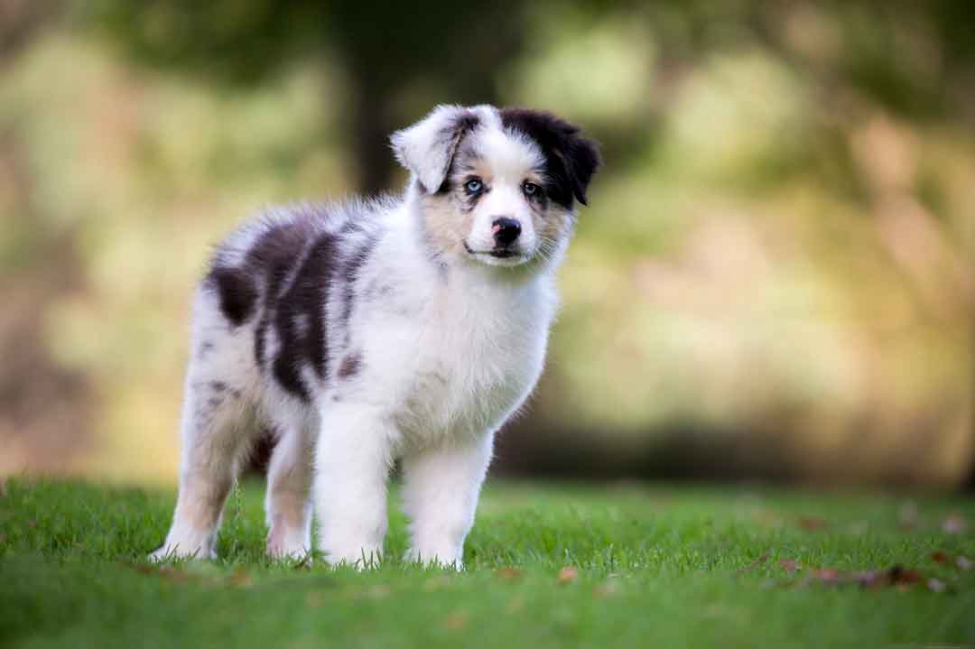 Ein Australian-Shepherd-Welpe