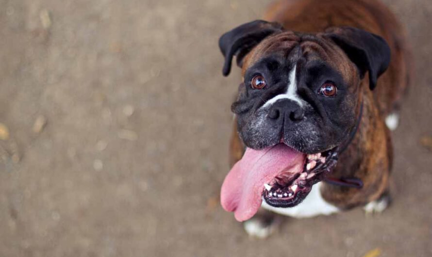 Deutscher Boxer: Charakter, Haltung und Pflege