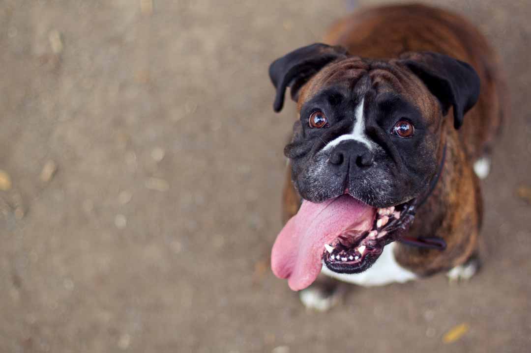 Ein Deutscher Boxer