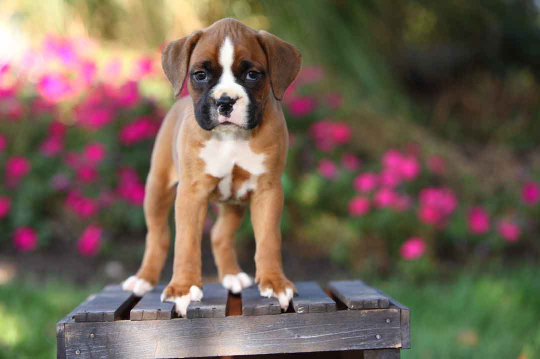 Deutscher Boxer: ein Welpe