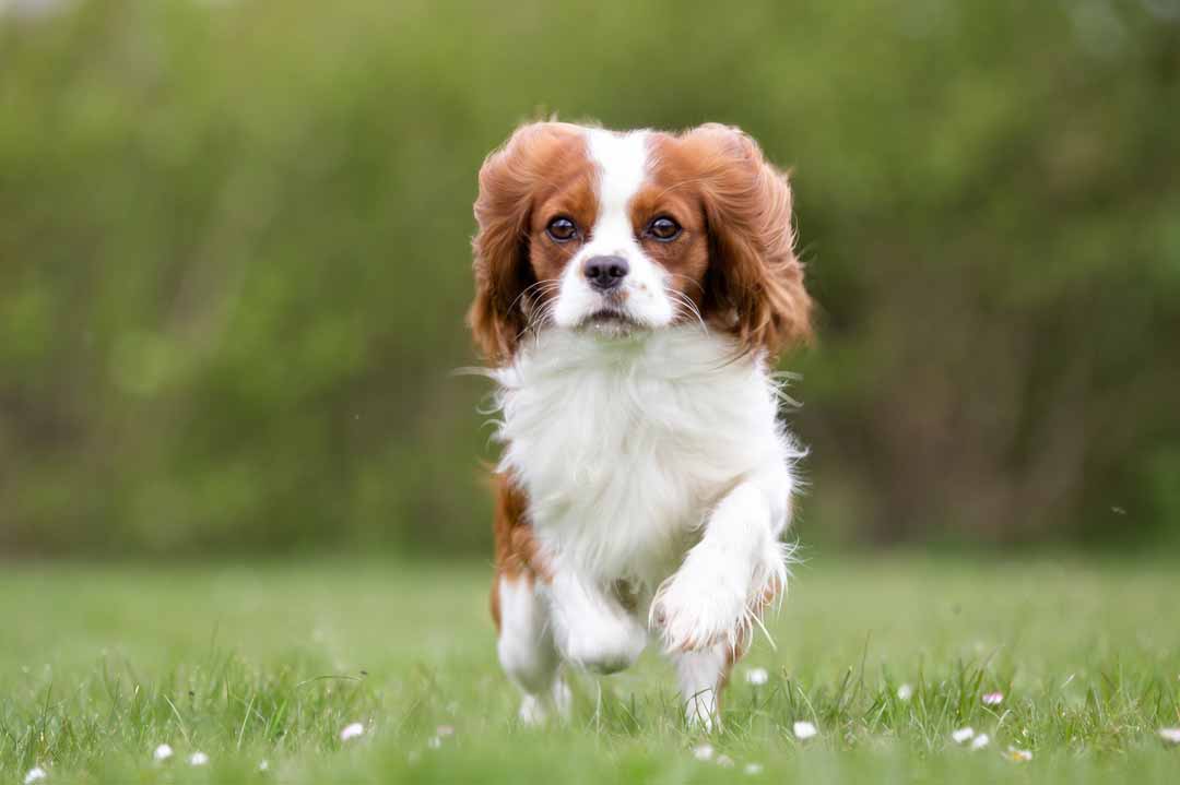 Der Cavalier King Charles Spaniel in Aktion