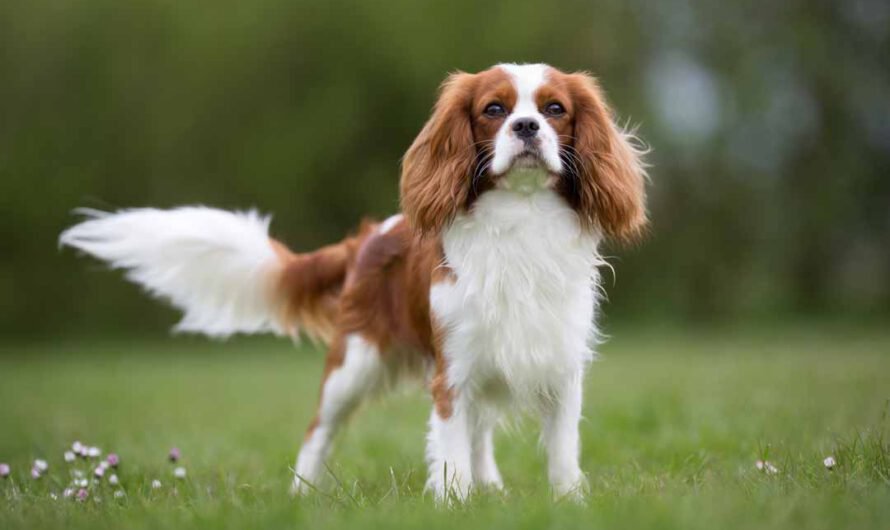 Cavalier King Charles Spaniel: Wesen, Haltung, Pflege