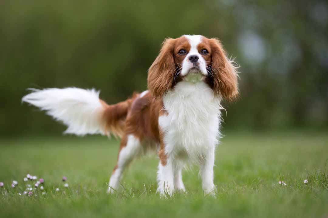 Cavalier Kind Charles Spaniel