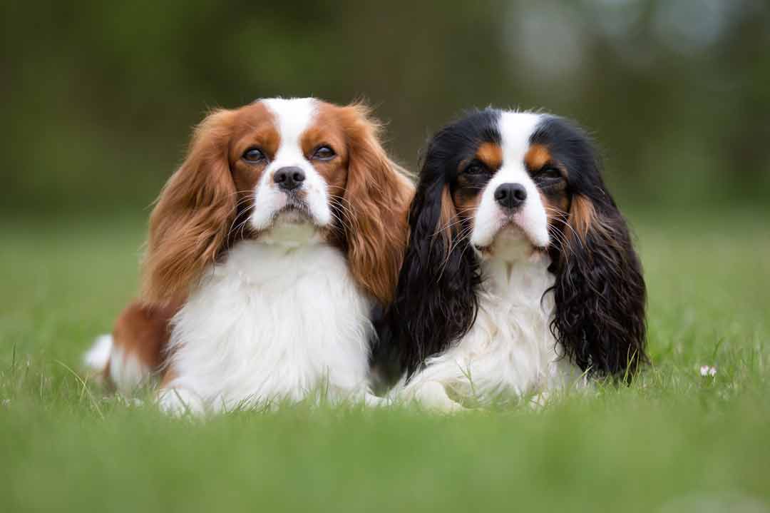 Zwei Cavalier Kind Charles Spaniels