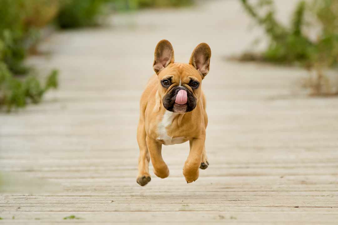 Eine Französische Bulldogge