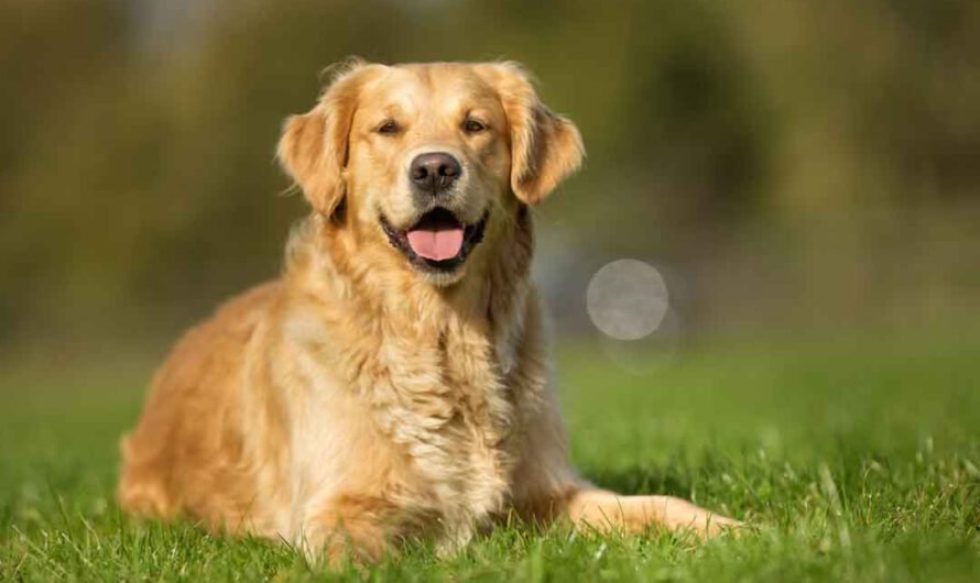 Golden Retriever: Charakter, Haltung und Pflege