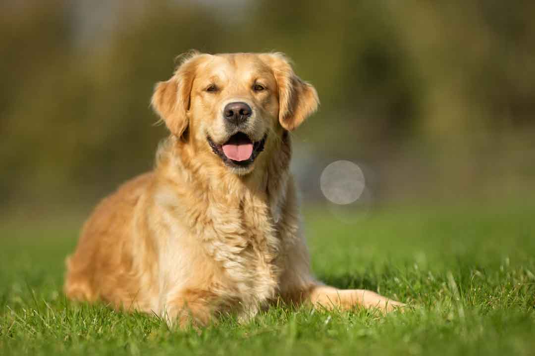 Ein Golden Retriever liegt im Gras