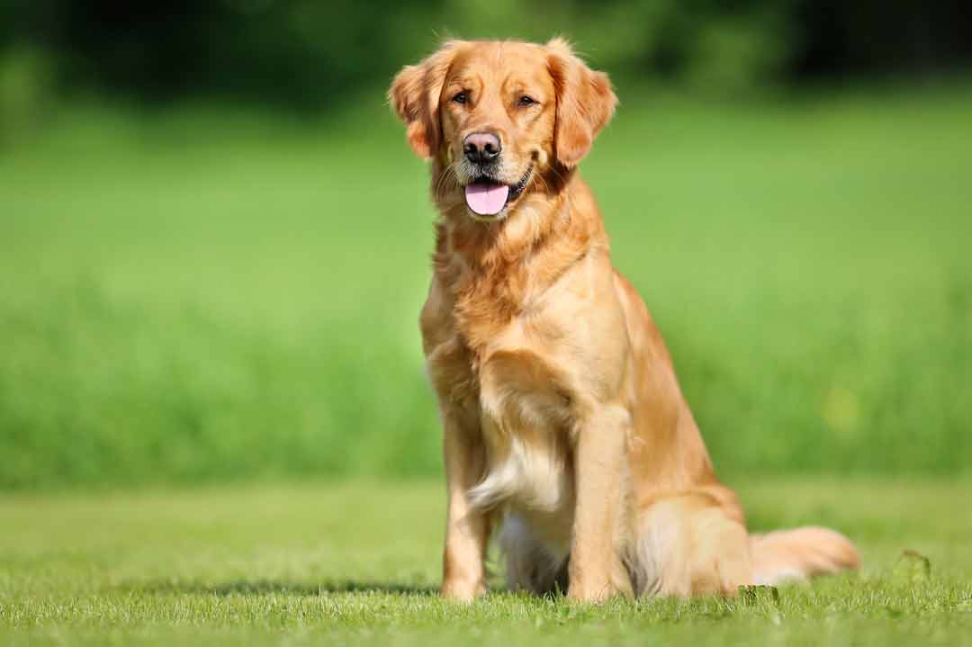 Ein Golden Retriever sitzt auf der Wiese