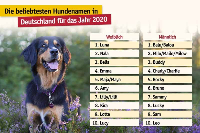 Welche Hundenamen waren 2020 besonders beliebt?