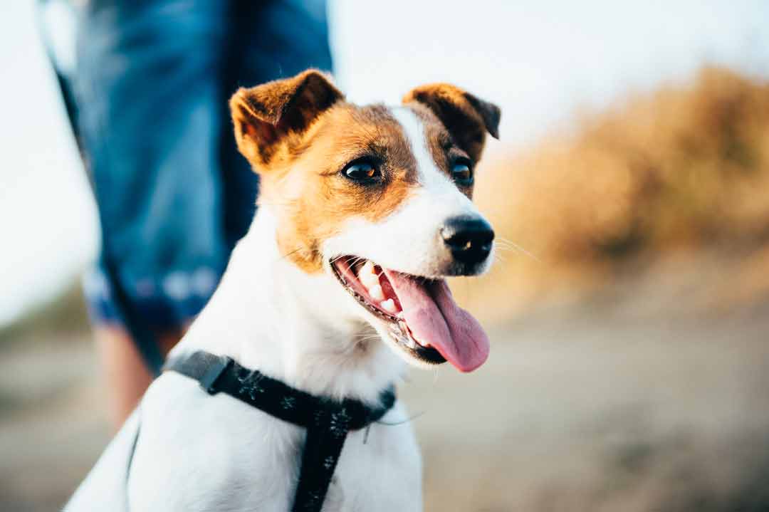 Aussehen: Wie sieht ein Jack Russell Terrier aus?