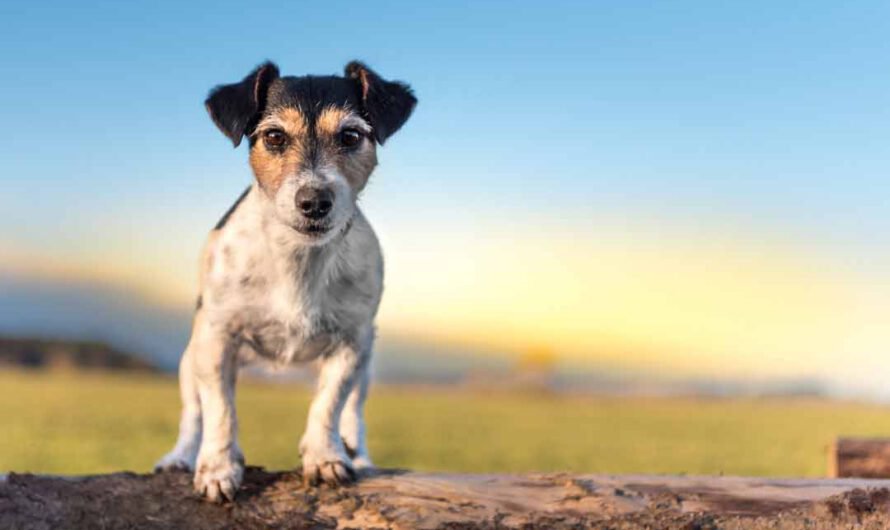 Jack Russell Terrier: Charakter, Aussehen, Herkunft
