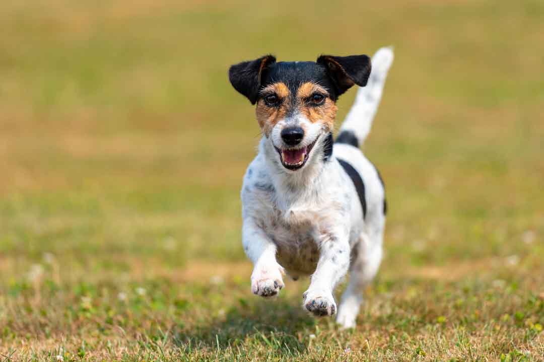 Ein Jack Russell Terrier braucht viel Bewegung und geistige Ansprache.