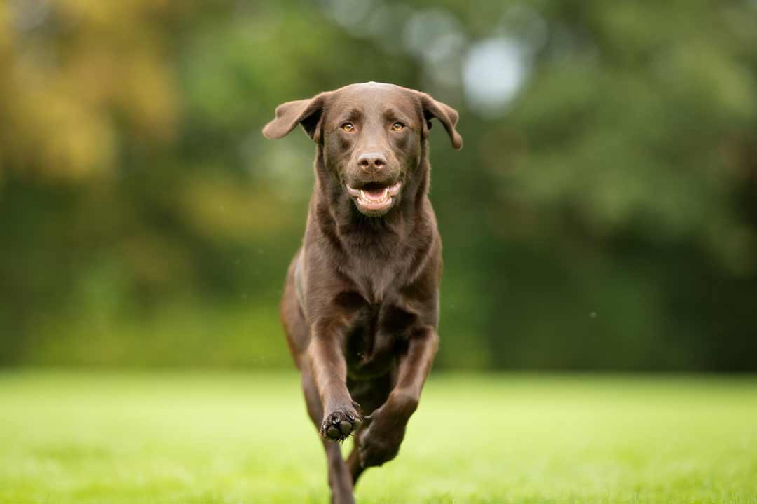 Ein brauner Labrador Retriever