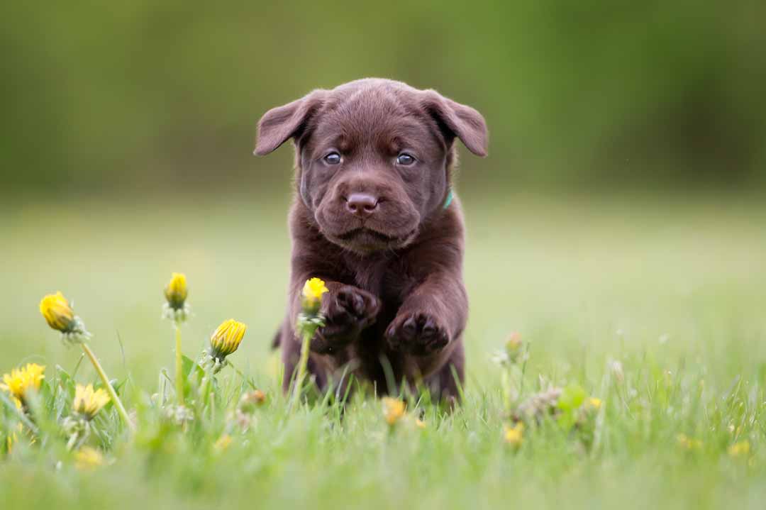 Ein Labrador-Welpe auf der Wiese