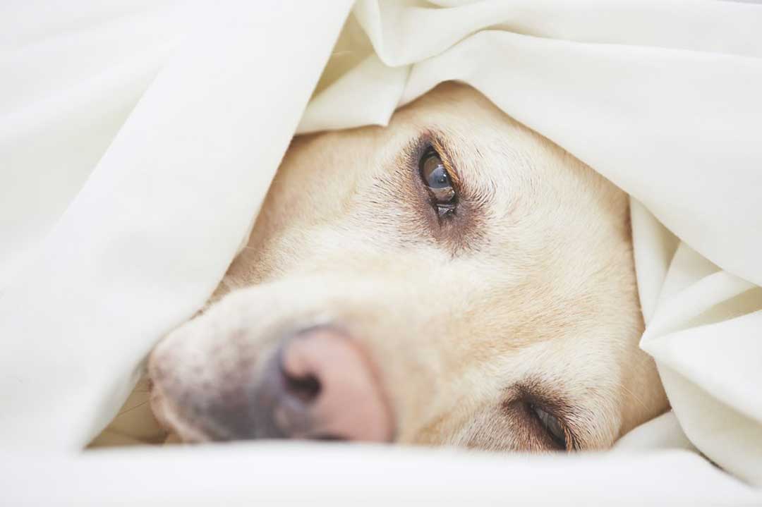 Eine Magendrehung beim Hund ist lebensgefährlich.