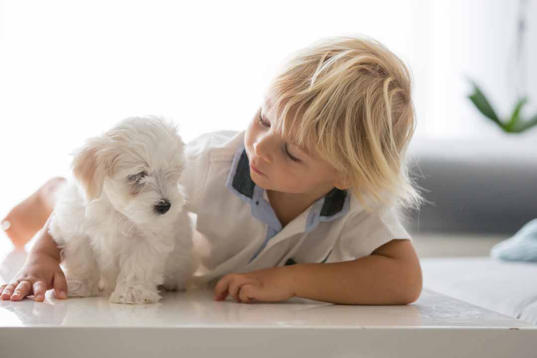 Der Malteser ist auch ein geeigneter Familienhund