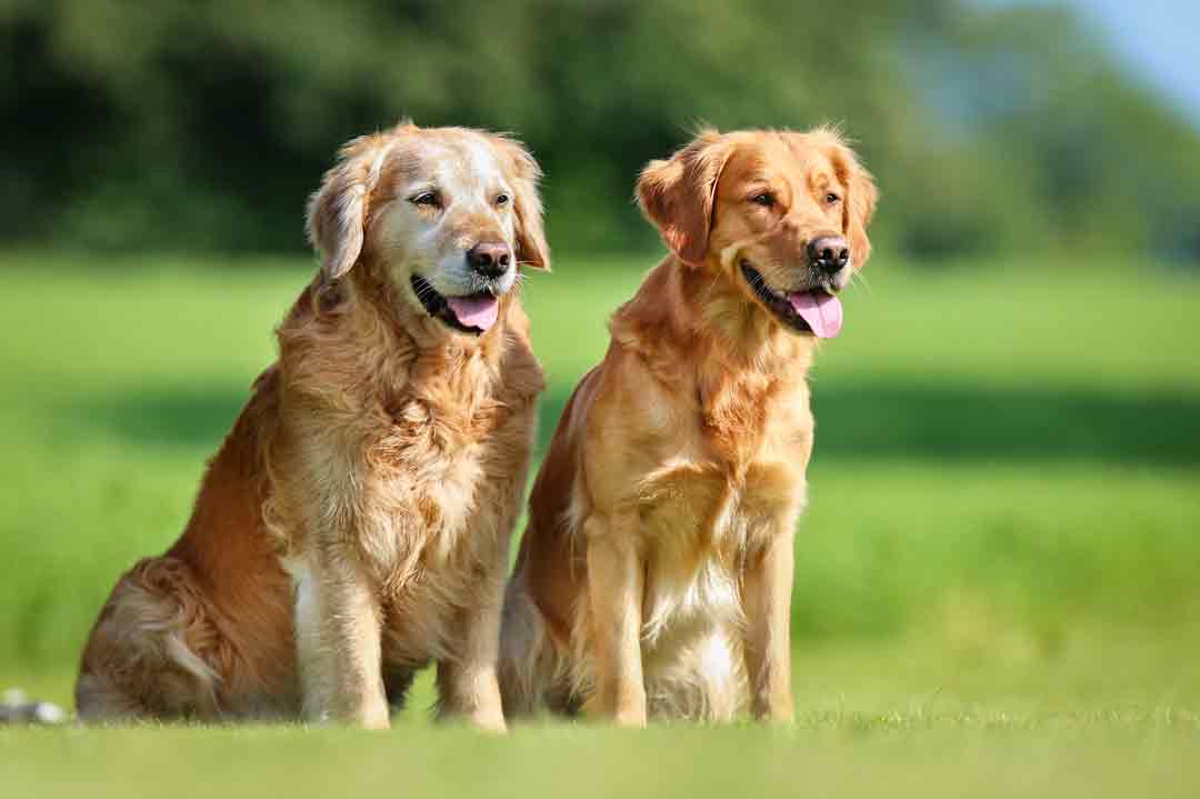 Zwei Golden Retriever auf der Wiese