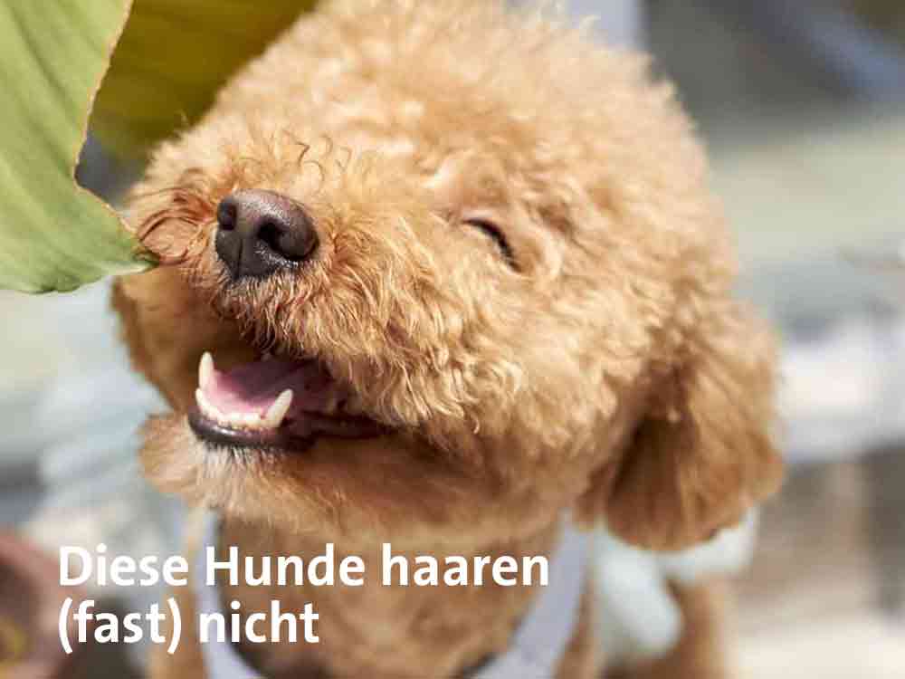 Welche Hunde haaren nicht?