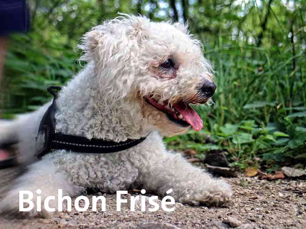 Der Bichon Frisé haart kaum