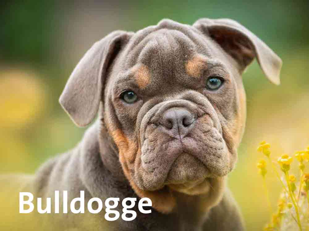 Die Bulldogge haart kaum